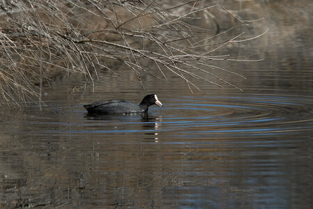 Réserve ornithologique du Teich, Foulque macroule (Fulica atra)
