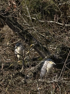 Réserve ornithologique du Teich, Bihoreau gris (Nycticorax nycticorax)
