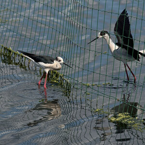 Réserve ornithologique du Teich, Échasse blanche (Himantopus himantopus) – Femelle
