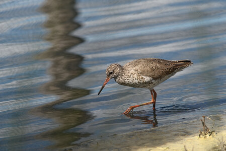 Réserve ornithologique du Teich, Chevalier gambette (Tringa totanus)