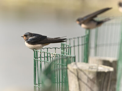 Réserve ornithologique du Teich, Hirondelle rustique (Hirundo rustica)