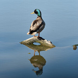 Réserve ornithologique du Teich, Canard colvert (Anas platyrhynchos) – Mâle