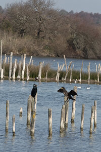 Réserve ornithologique du Teich, Grand Cormoran (Phalacrocorax carbo)