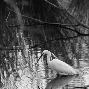 Réserve ornithologique du Teich, Aigrette garzette (Egretta garzetta)