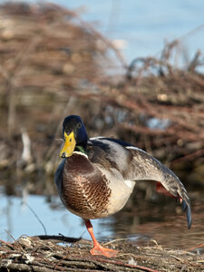 Réserve ornithologique du Teich, Canard colvert (Anas platyrhynchos) – Mâle
