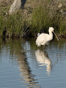 Réserve ornithologique du Teich, Spatule blanche (Platalea leucorodia)
