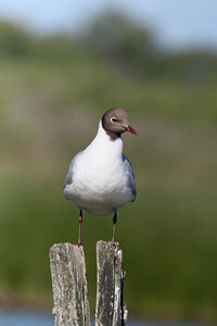 Réserve ornithologique du Teich, Mouette rieuse (Chroicocephalus ridibundus)