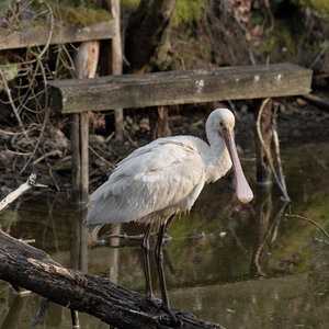 Réserve ornithologique du Teich, Spatule blanche (Platalea leucorodia)