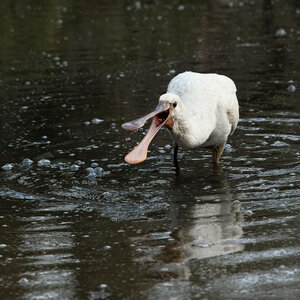 Réserve ornithologique du Teich, Spatule blanche (Platalea leucorodia)