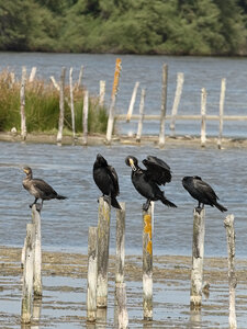 Réserve ornithologique du Teich, Grand Cormoran (Phalacrocorax carbo)