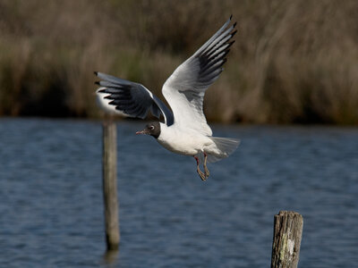Réserve ornithologique du Teich, Mouette rieuse (Chroicocephalus ridibundus)