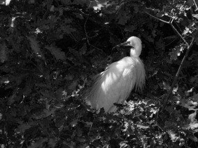 Réserve ornithologique du Teich, Aigrette garzette (Egretta garzetta)