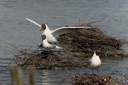 Réserve ornithologique du Teich, Mouette rieuse (Chroicocephalus ridibundus)
