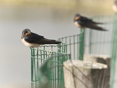 Réserve ornithologique du Teich, Hirondelle rustique (Hirundo rustica)