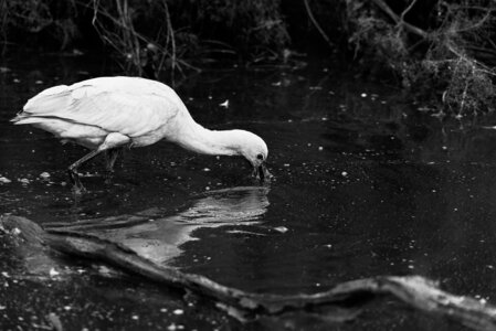 Réserve ornithologique du Teich, Spatule blanche (Platalea leucorodia)