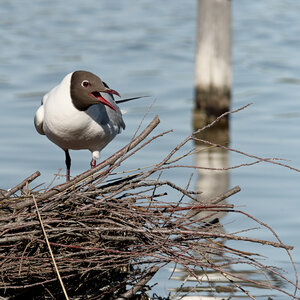 Réserve ornithologique du Teich, Mouette rieuse (Chroicocephalus ridibundus)