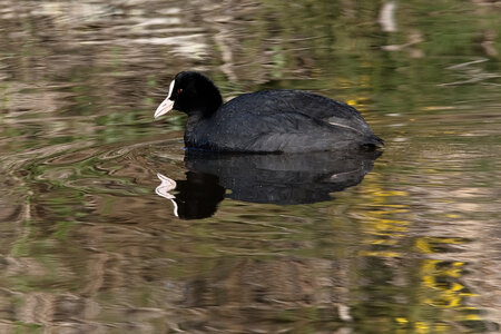 Réserve ornithologique du Teich, Foulque macroule (Fulica atra)