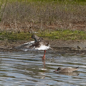 Réserve ornithologique du Teich, _K1_S2_0219