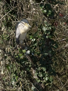 Réserve ornithologique du Teich, Bihoreau gris (Nycticorax nycticorax)