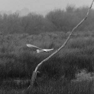 Réserve ornithologique du Teich, Aigrette garzette (Egretta garzetta)