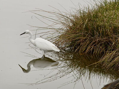 Réserve ornithologique du Teich, Aigrette garzette (Egretta garzetta)
