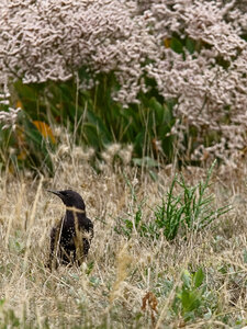 Réserve ornithologique du Teich, _K1_S2_4536-1