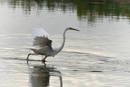 Réserve ornithologique du Teich, Grange aigrette (Casmerodius albus)