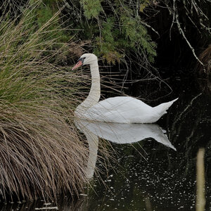 Réserve ornithologique du Teich, Cygne tuberculé (Cygnus olor)