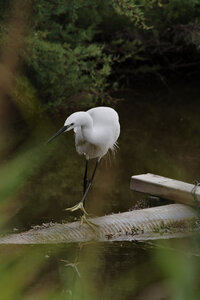 Réserve ornithologique du Teich, Aigrette garzette (Egretta garzetta)