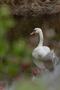Réserve ornithologique du Teich, Cygne tuberculé (Cygnus olor)