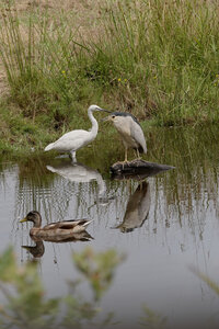 Réserve ornithologique du Teich, Bihoreau gris (Nycticorax nycticorax) et Aigrette garzette (Egretta garzetta)