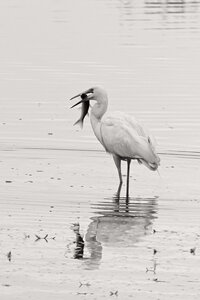 Réserve ornithologique du Teich, Grange aigrette (Casmerodius albus)