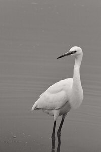 Réserve ornithologique du Teich, Aigrette garzette (Egretta garzetta)