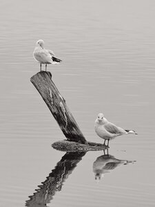 Réserve ornithologique du Teich, _K1_S2_4093