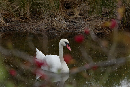 Réserve ornithologique du Teich, Cygne tuberculé (Cygnus olor)