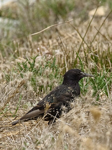 Réserve ornithologique du Teich, _K1_S2_4531