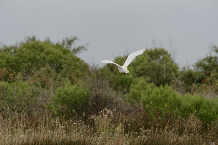 Réserve ornithologique du Teich, _K1_S2_4512-1