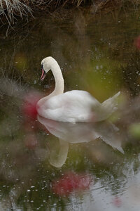 Réserve ornithologique du Teich, Cygne tuberculé (Cygnus olor)