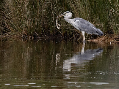 Réserve ornithologique du Teich, Héron cendré (Ardea cinerea)