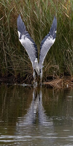 Réserve ornithologique du Teich, Héron cendré (Ardea cinerea)