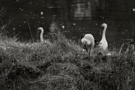 Réserve ornithologique du Teich, Aigrette garzette (Egretta garzetta)