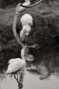 Réserve ornithologique du Teich, Aigrette garzette (Egretta garzetta)