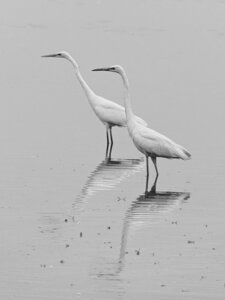 Réserve ornithologique du Teich, Grange aigrette (Casmerodius albus)