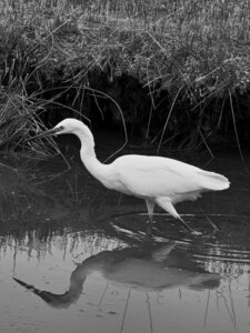 Réserve ornithologique du Teich, Aigrette garzette (Egretta garzetta)