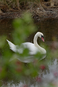 Réserve ornithologique du Teich, Cygne tuberculé (Cygnus olor)