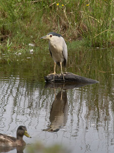 Réserve ornithologique du Teich, Bihoreau gris (Nycticorax nycticorax)