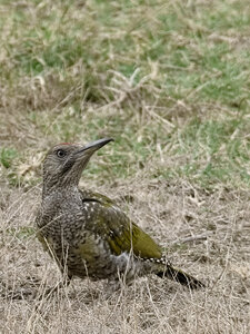 Réserve ornithologique du Teich, Pic vert (Picus viridis) – Juvénile
