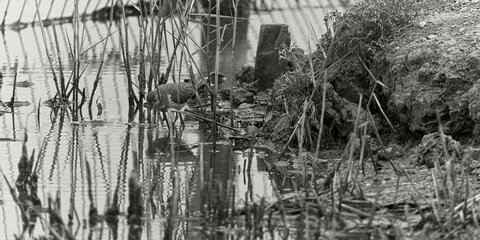 Réserve ornithologique du Teich, _K1_S2_4585