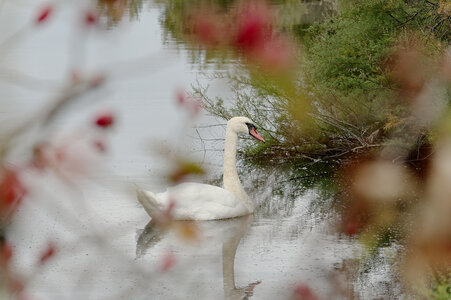 Réserve ornithologique du Teich, Cygne tuberculé (Cygnus olor)