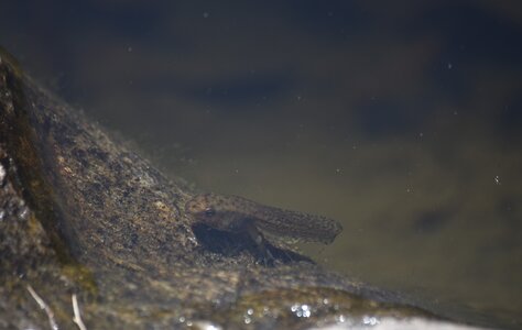 Ardeche, DSC_0308 copie